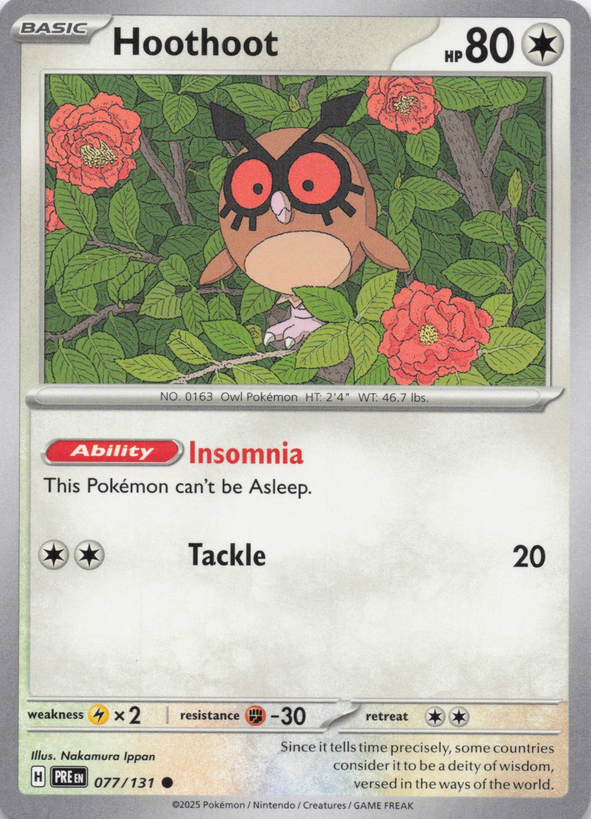 Hoothoot - NM front