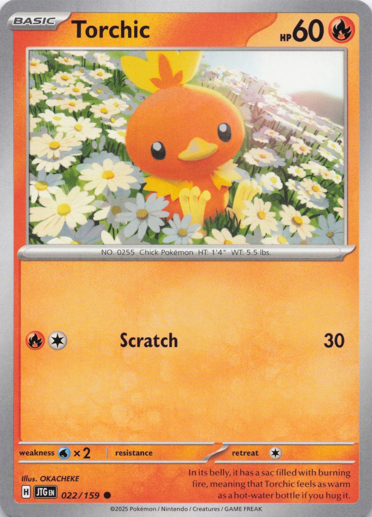 Torchic - NM front